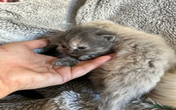 Ragdoll cats for sale: Ragdoll X Persian kittens - Image 9