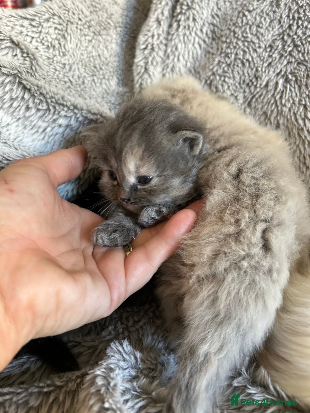 Ragdoll cats for sale: Ragdoll X Persian kittens - Image 9
