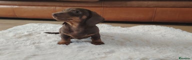 Miniature Dachshund Puppy 1