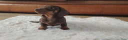 Miniature Dachshund dogs for sale: Miniature Dachshund – Chocolate & Tan Girl - Advert 2