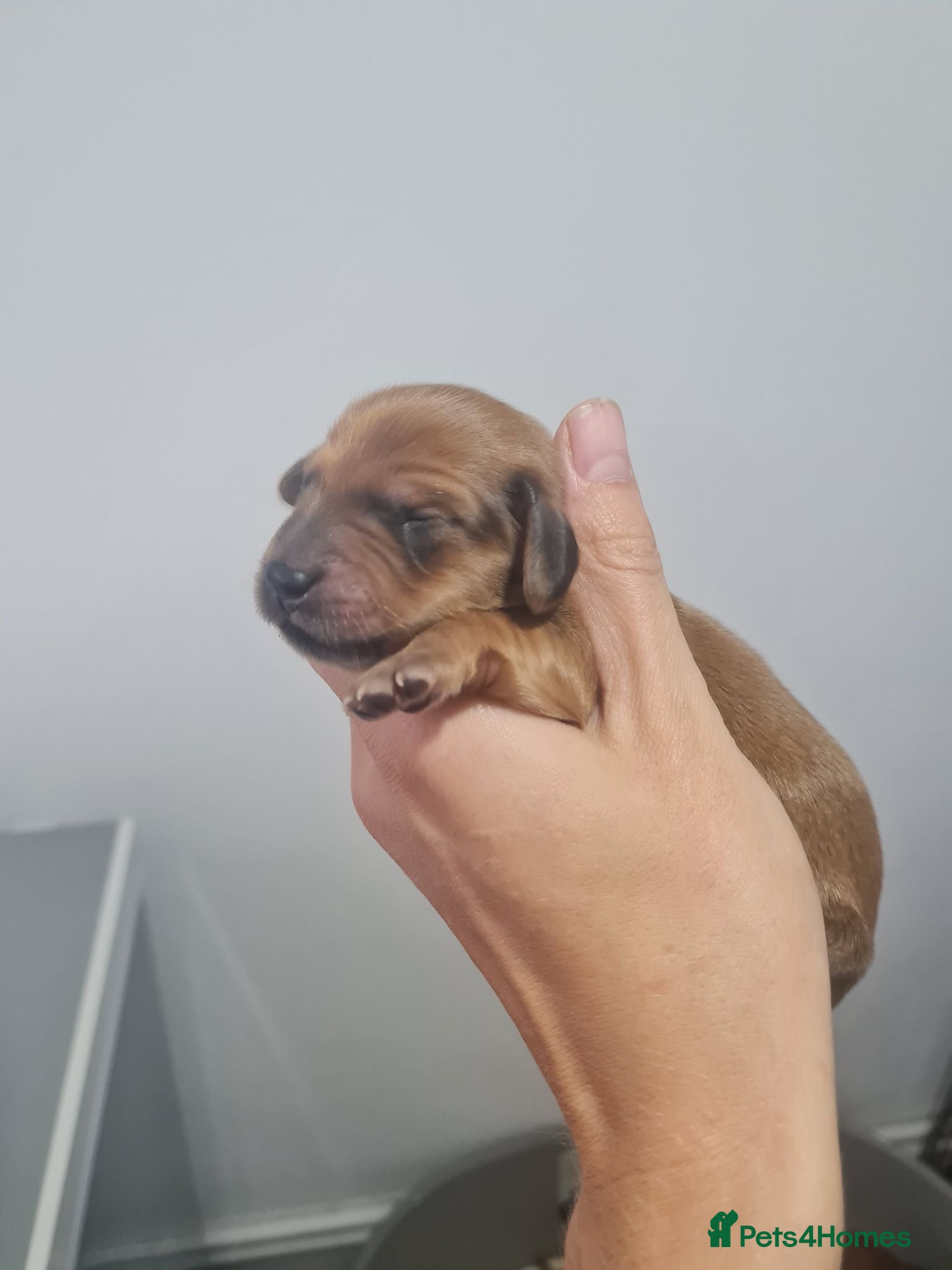 Dachshund dogs Pra clear 5 beautiful LH Dachshund puppies💗💗💗 - Advert 6