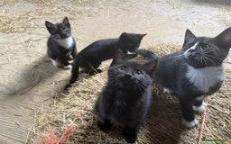 Mixed Breed cats for sale: 7 kittens now ready for their new home  - Image 3