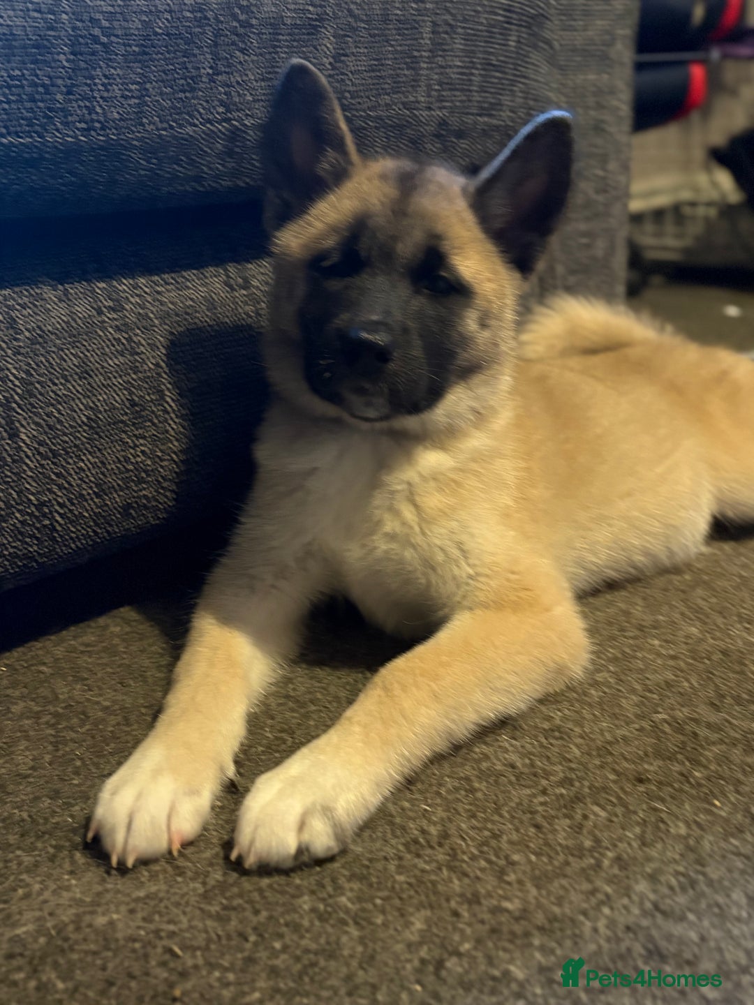Mixed Breed dogs for sale: 13 weeks old American Akita mix - Image 2