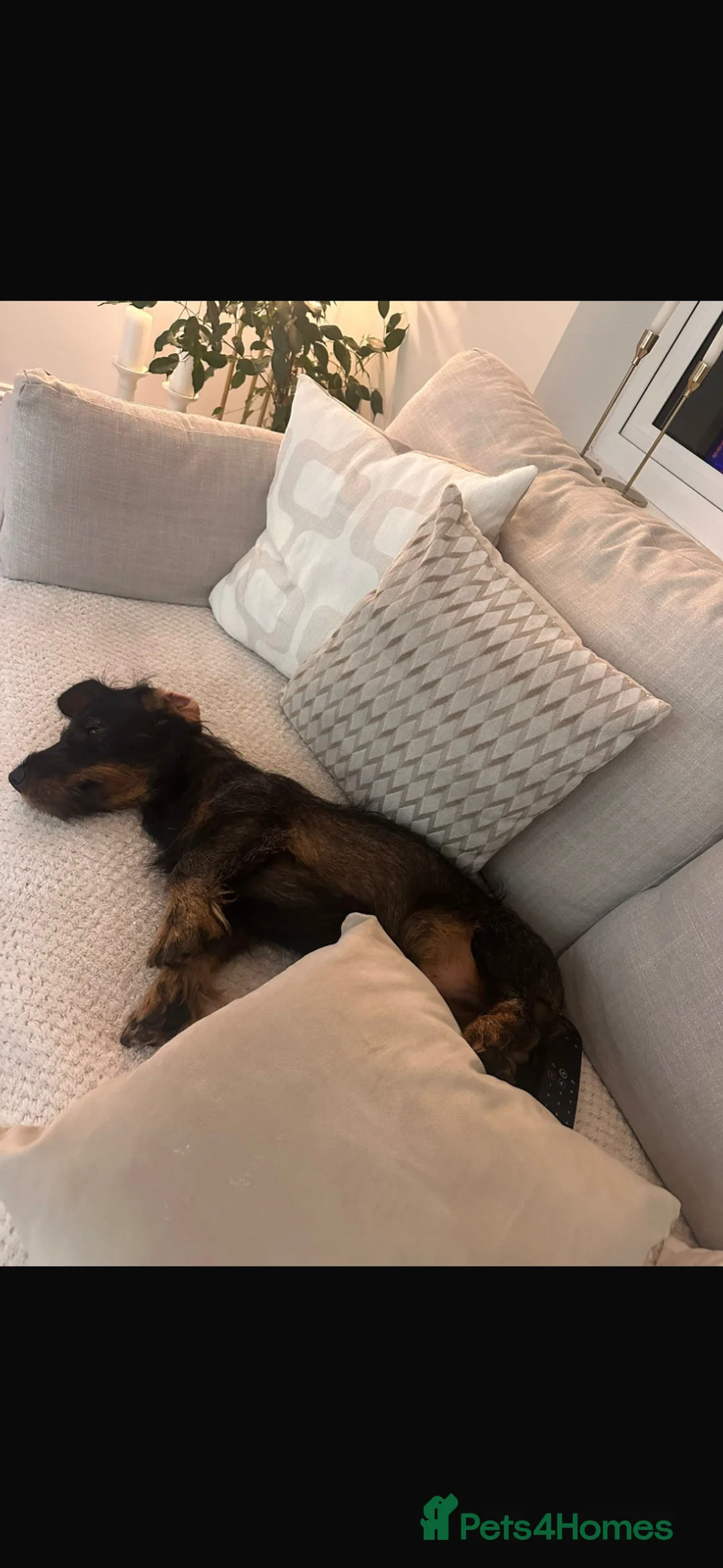 Dachshund dogs for sale: Nearly 2 years old long haired wired dachshund  in Frinton-on-Sea - Advert 7