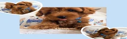 Maltipoo dogs for sale: 💖BEAUTIFUL LICENSED-BRED MALTIPOO💖 in Virginia Water - Advert 12