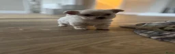 Mixed Breed dogs for sale: Bichon frise x chihuahua  - Advert 7