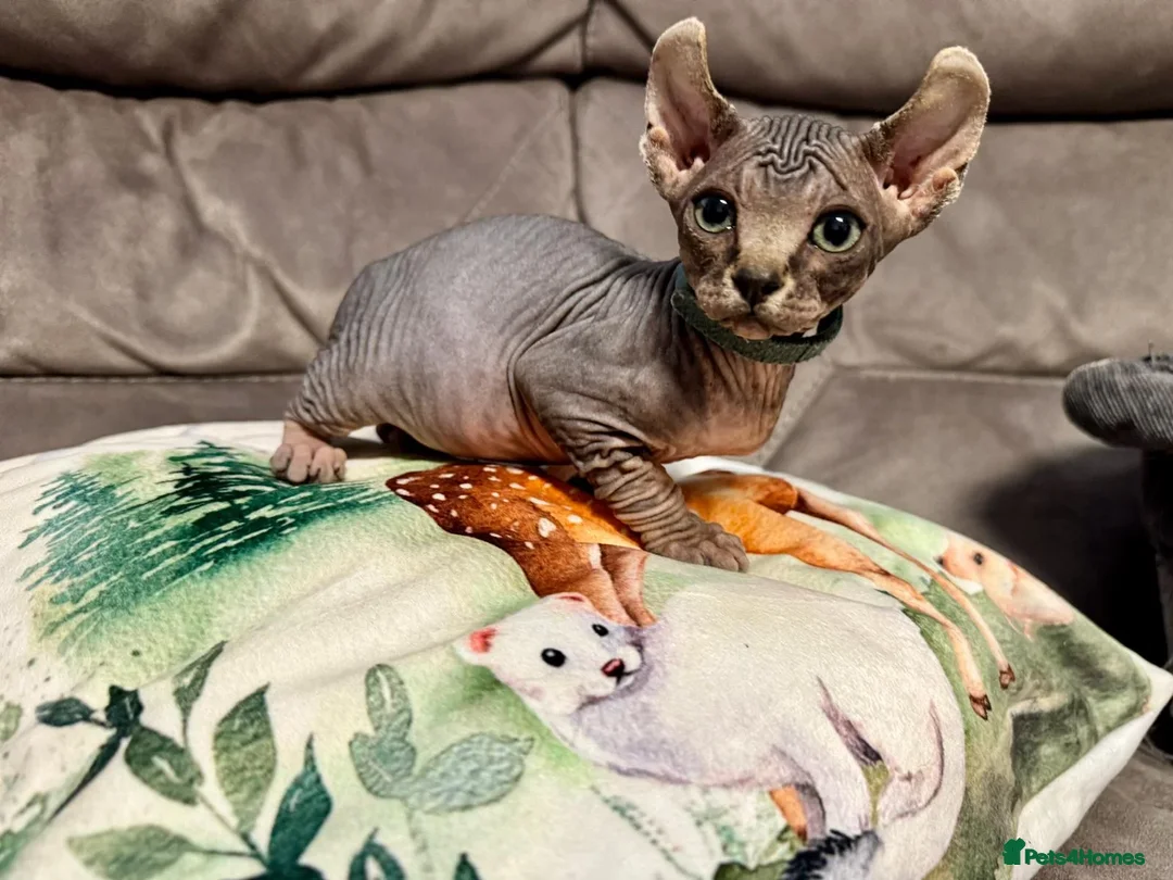 Sphynx cats for sale: Beautiful Male and Female Elf Sphynx Kittens  in Market Rasen - Image 3