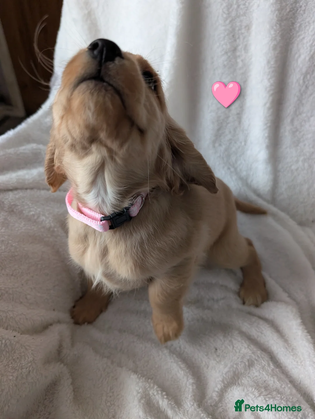 Cocker Spaniel dogs for sale: Cockerspaniel puppies ready soon! - Advert 11