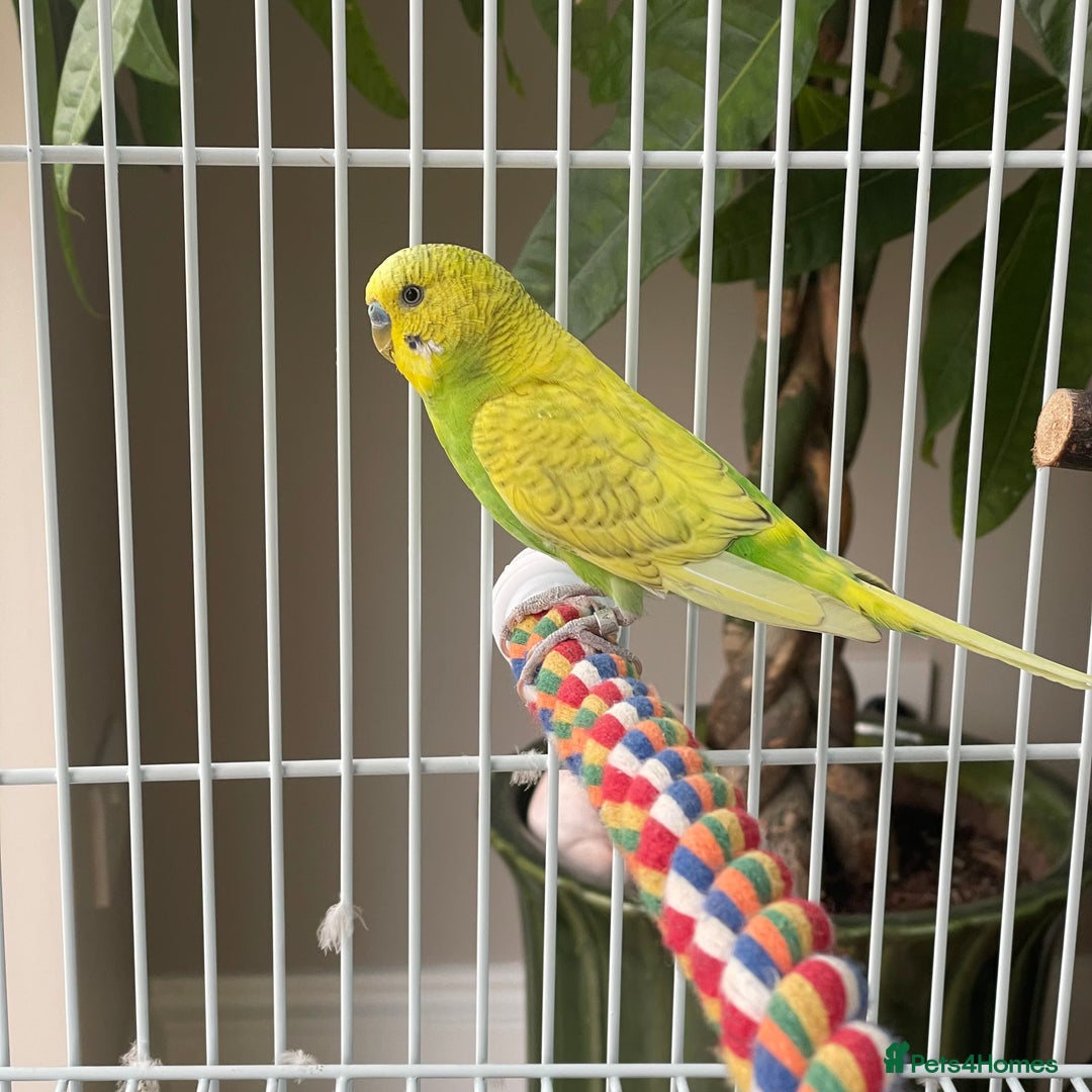 Budgerigars birds for sale: 2 Male budgies including cage for sale - Image 2