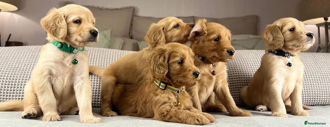 Goldendoodle dogs for sale: Hereditary clear mum. Fully hip elbow and DNA Dad. - Image 12