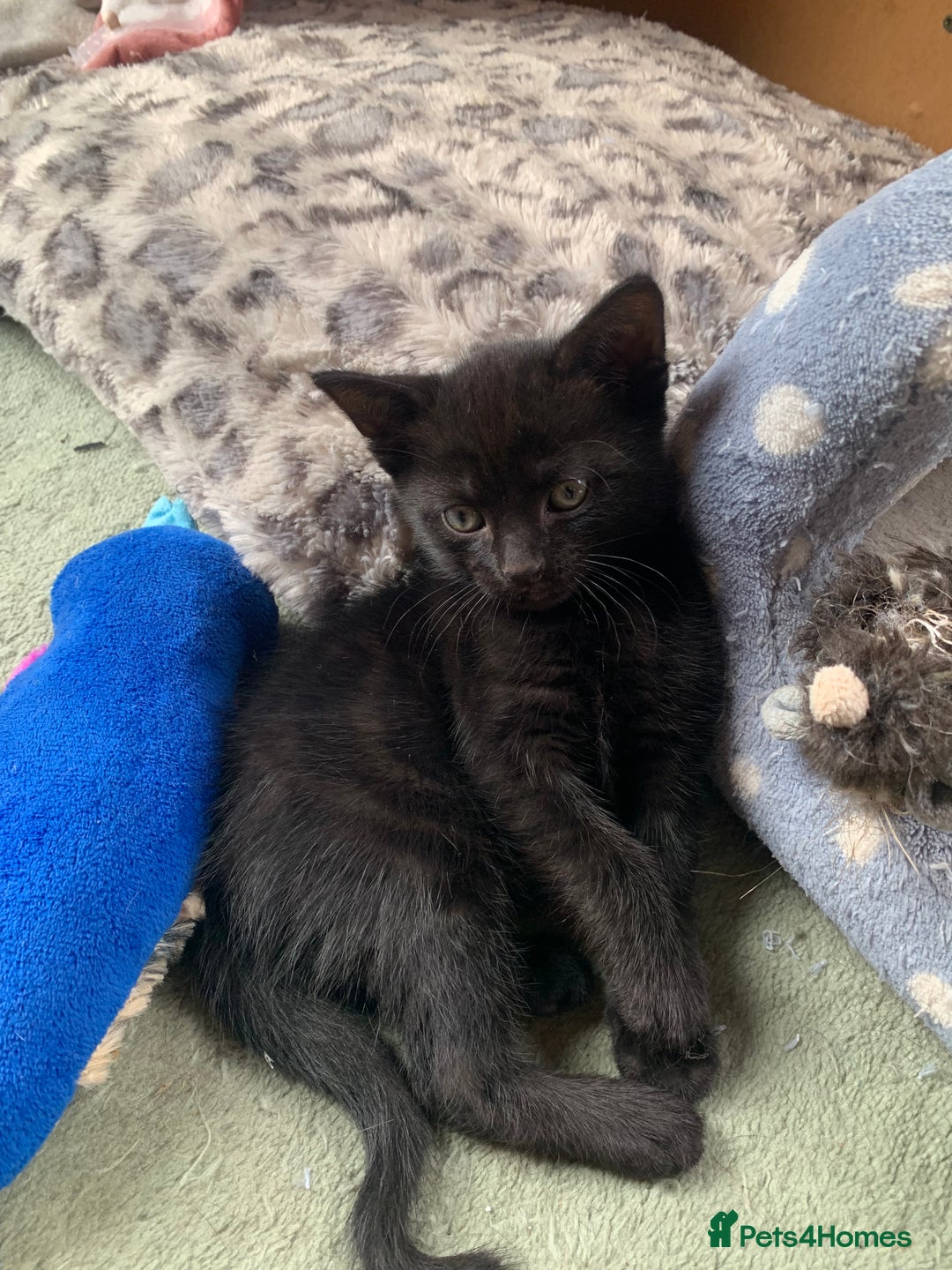 Domestic Shorthair cats for sale: Tabby kittens for sale - Image 30