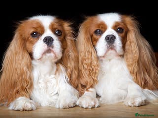 Cavalier King Charles Spaniel dogs For Stud- Exceptional Champ Pedigree Health Tested in New Milton - Advert 7