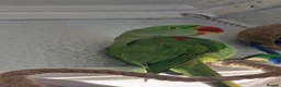 Parrots birds for sale: Boba the alexandrine in Nottingham - Advert 3