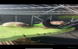 Rat rodents for sale: Male rats  - Image 1