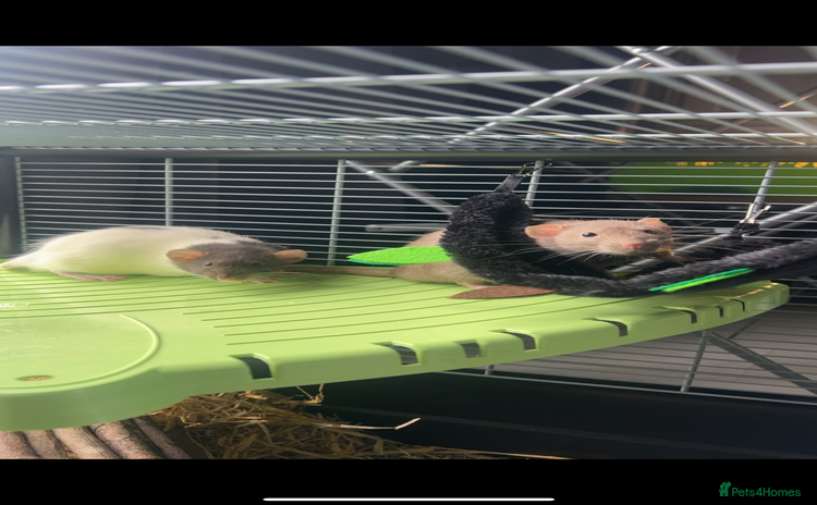 Rat rodents for sale - Advert 1