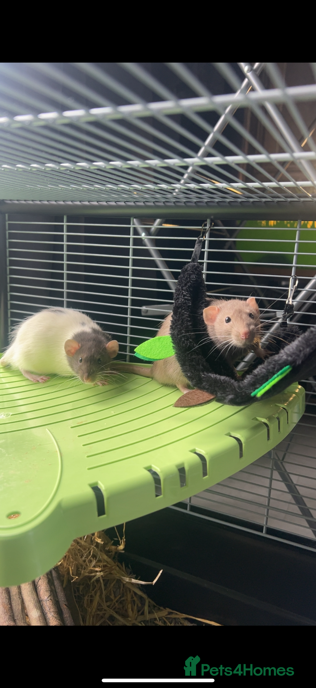 Rat rodents for sale: Male rats  - Image 1