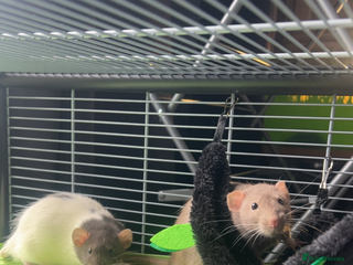 Rat rodents - Advert 7