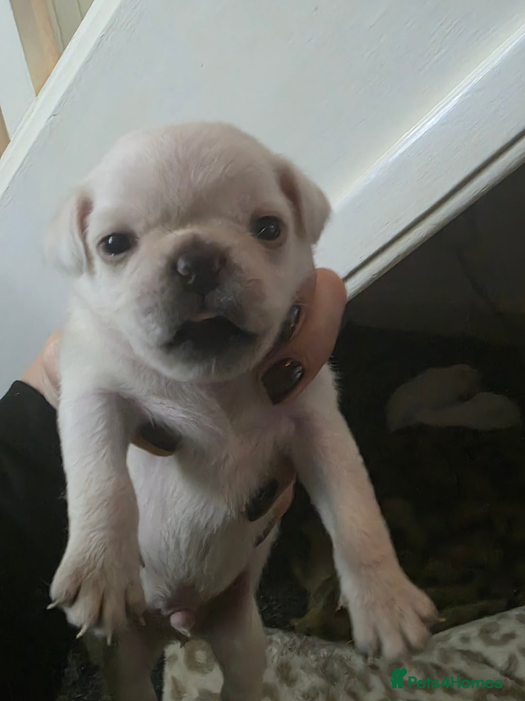 Pug dogs for sale: Full breed pugs pups 5 male 1 female  - Advert 7
