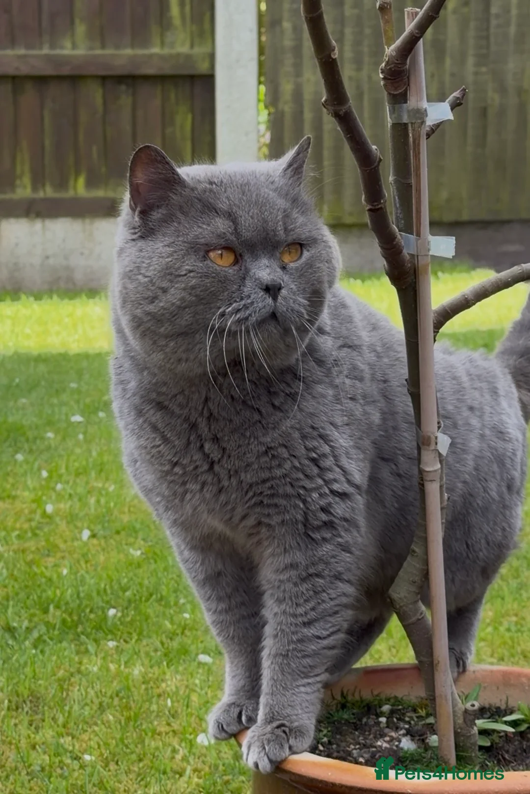 British Shorthair cats for sale: Blue British Male - Advert 1