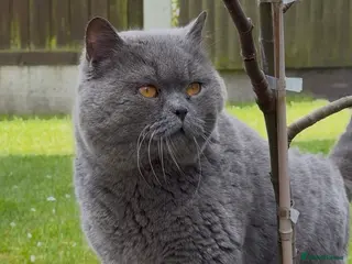 British Shorthair cats Blue British Male - Advert 15