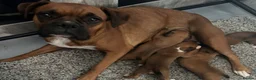 Boxer dogs for sale: Bobtail puppy boxers  - Advert 2
