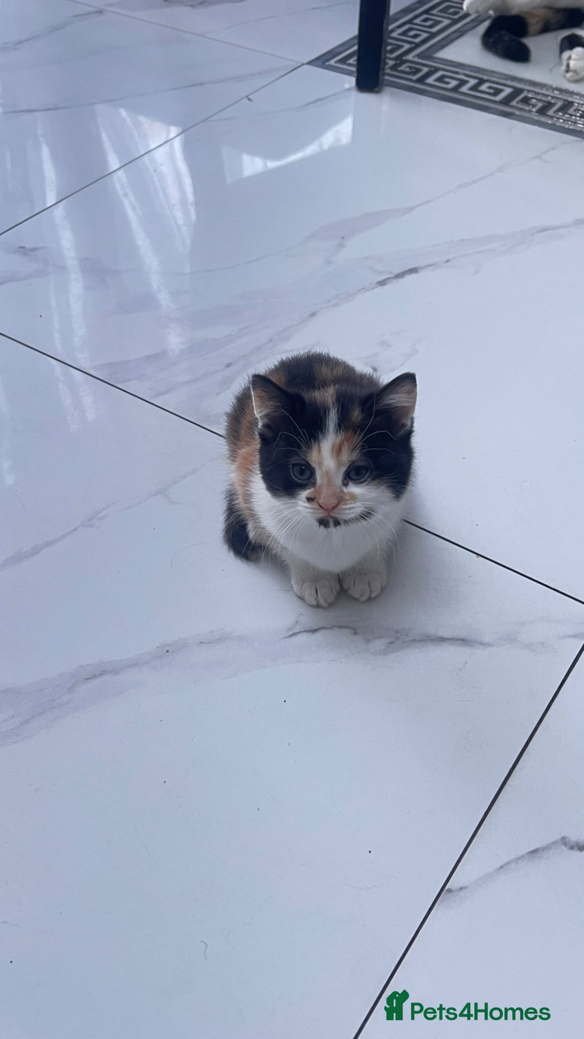 British Longhair cats Small kitten available now london Edmonton  - Advert 4