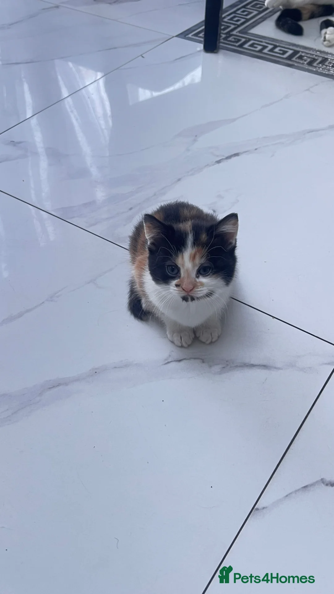 British Longhair cats for sale: Small kitten available now london Edmonton  - Advert 1