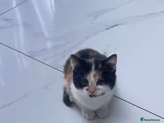 British Longhair cats Small kitten available now london Edmonton - Advert 6