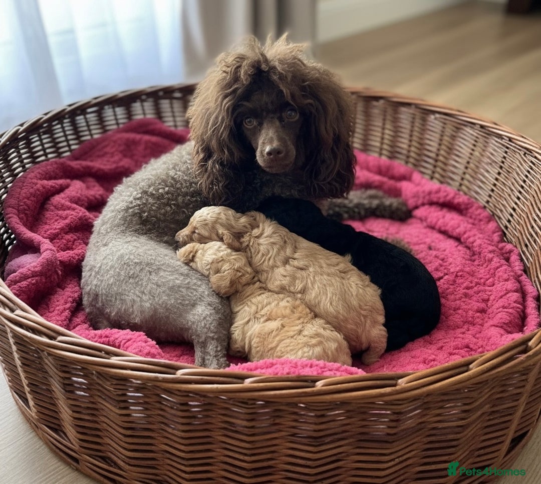 Toy Poodle dogs for sale: Tiny toy poodles available for reservation - Advert 2