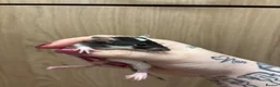 Rat rodents for sale: Gorgeous pedigree dwarf rat pups - Advert 13