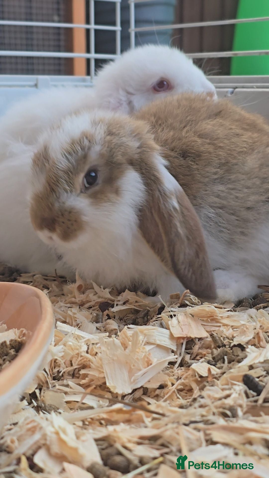 French Lop rabbits REDUCED!!! Giant french lop bunnies - Advert 2