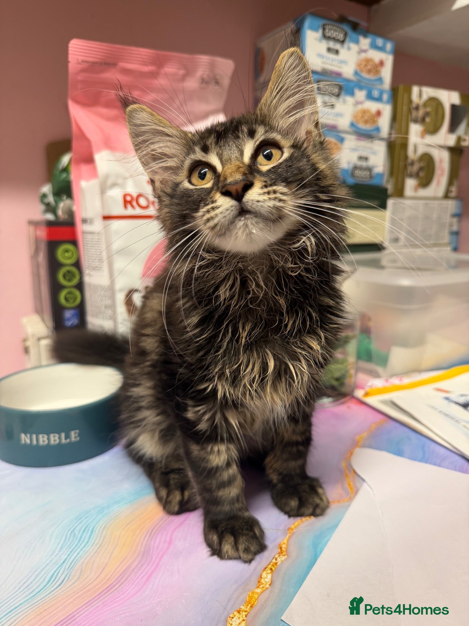 Maine Coon cats Mane coon kittens  - Advert 2
