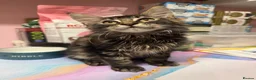 Maine Coon cats for sale: Mane coon kittens  - Advert 14