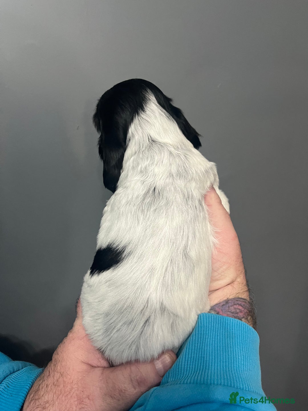 Sprocker dogs for sale: CHUNKY 5* SPROCKER PUPS - Advert 4