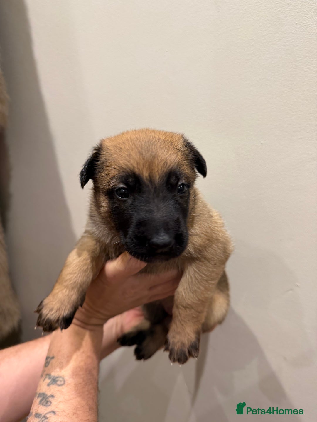 Mixed Breed dogs for sale: Shepinios puppies  - Advert 17