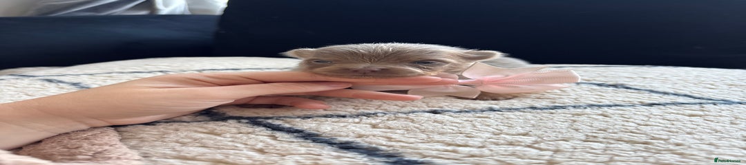 Pomeranian Puppy 5