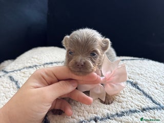 Pomeranian dogs - Advert 10