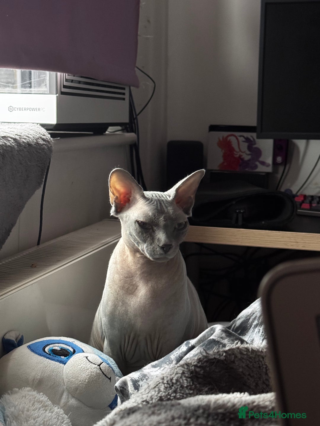 Mixed Breed cats for sale: Amazing Cats - Advert 2