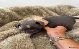 Mixed Breed dogs for sale: Cockapoo x French Bulldog - Image 3