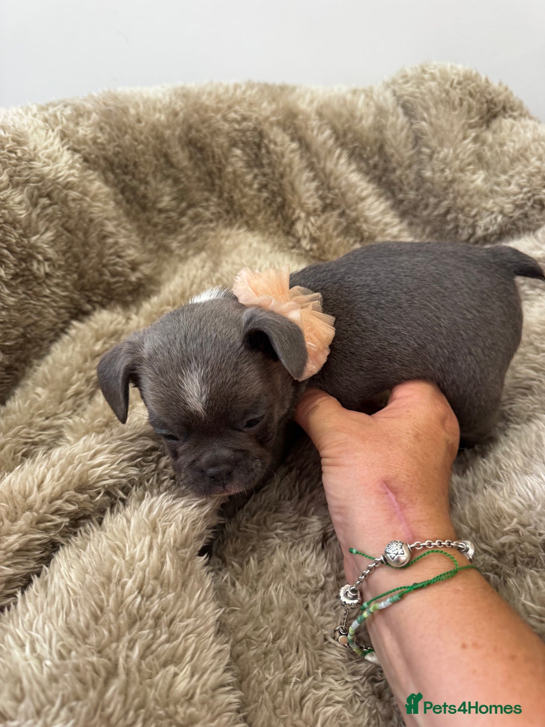 Mixed Breed dogs for sale: Cockapoo x French Bulldog - Image 3
