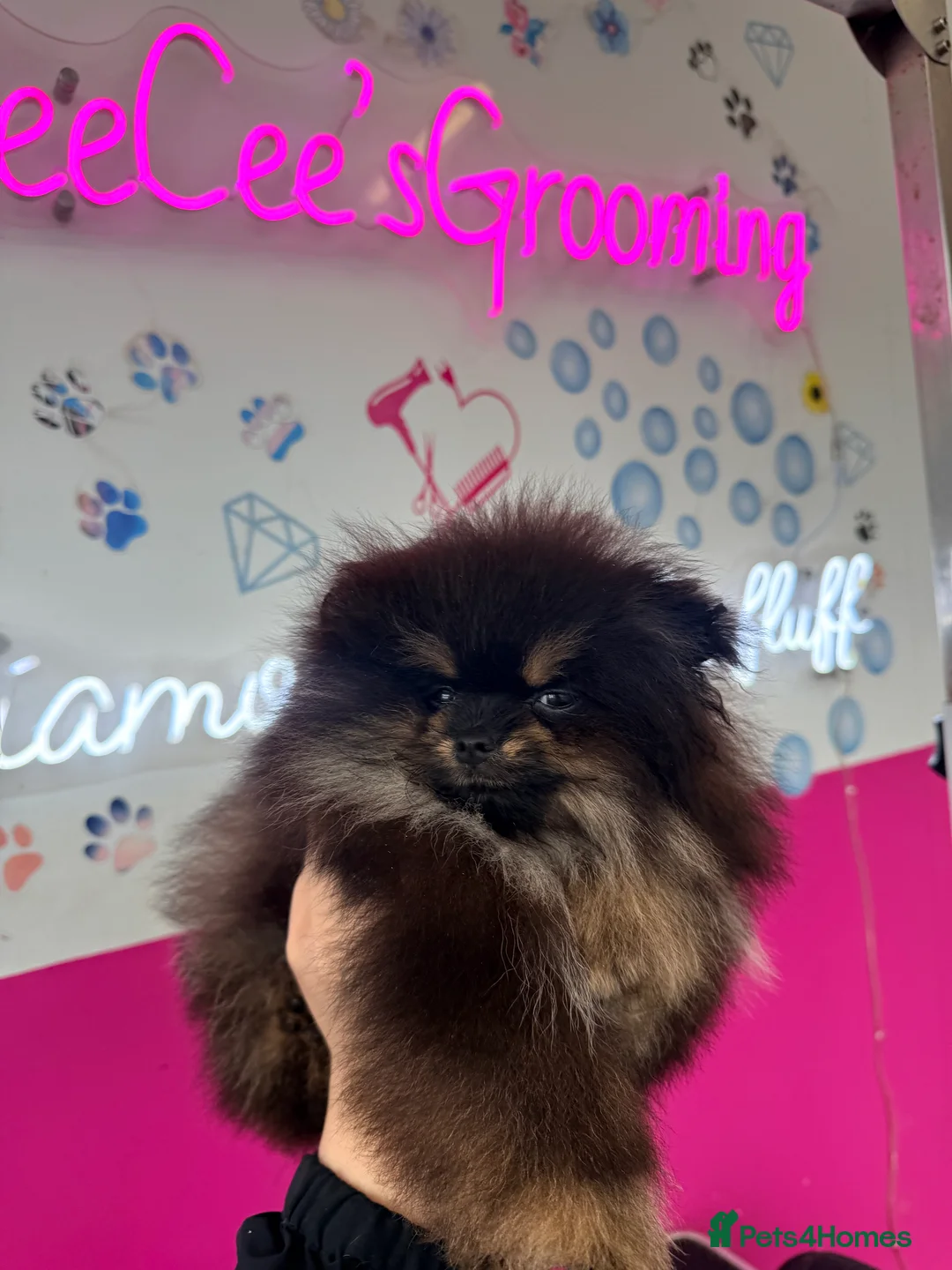 Pomeranian dogs for sale: Black & tan  mini boy 🖤🧡 - Advert 2