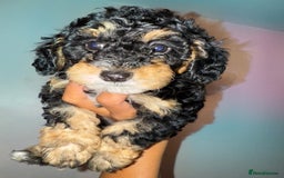 Cavapoo dogs for sale: Miniature cavapoos  - Image 7
