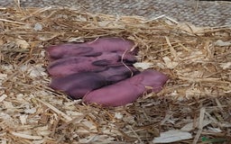 Lionhead rabbits for sale: Baby lionheads (not ready yet) - Image 4