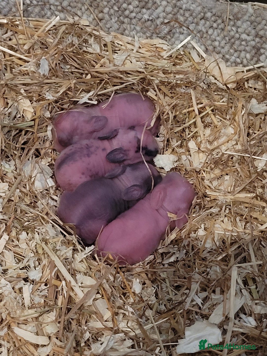 Lionhead rabbits for sale: Baby lionheads (not ready yet) - Image 4
