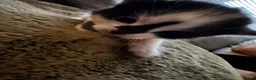 Mixed Breed cats for sale: 4 kittens looking for loving homes  - Advert 11