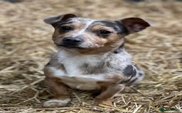 Jack Russell dogs for sale: True miniature Jack Russell’s  - Image 7