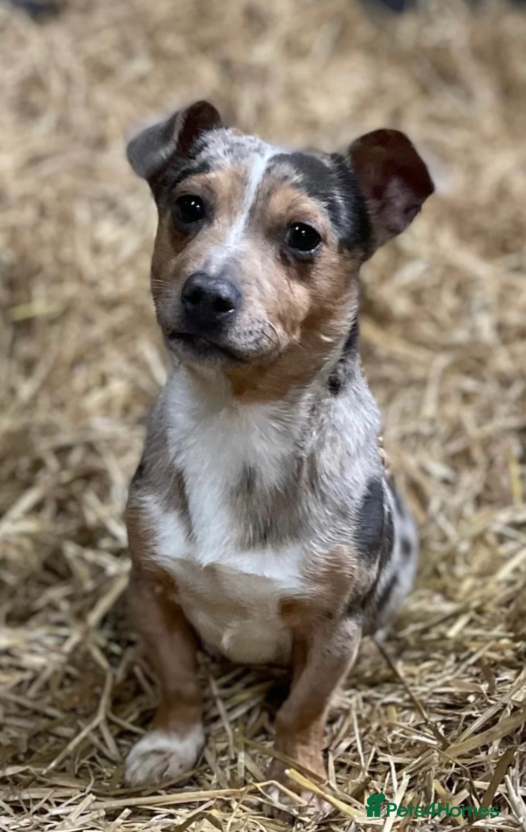 Jack Russell dogs for sale: True miniature Jack Russell’s  - Image 7