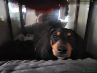 Miniature Dachshund dogs - Advert 2