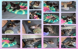 Mixed Breed cats for sale: 🐾Last Kitten – Black & White Boy Ready Now🐾 - Image 3