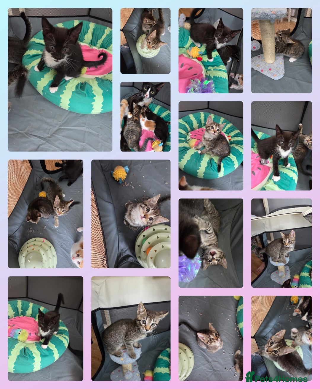 Mixed Breed cats for sale: 🐾Last Kitten – Black & White Boy Ready Now🐾 - Image 3